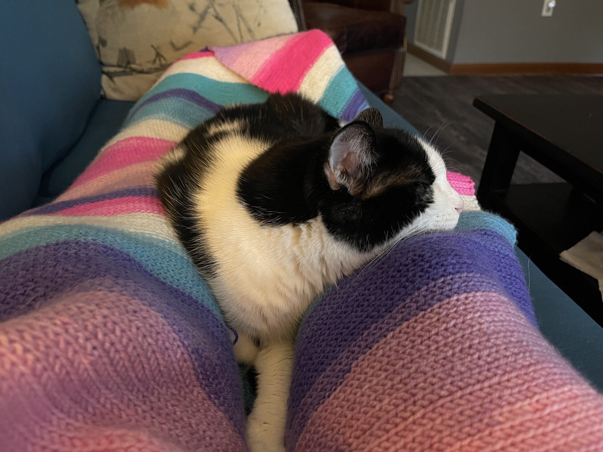 Oreo the cat shares the blanket