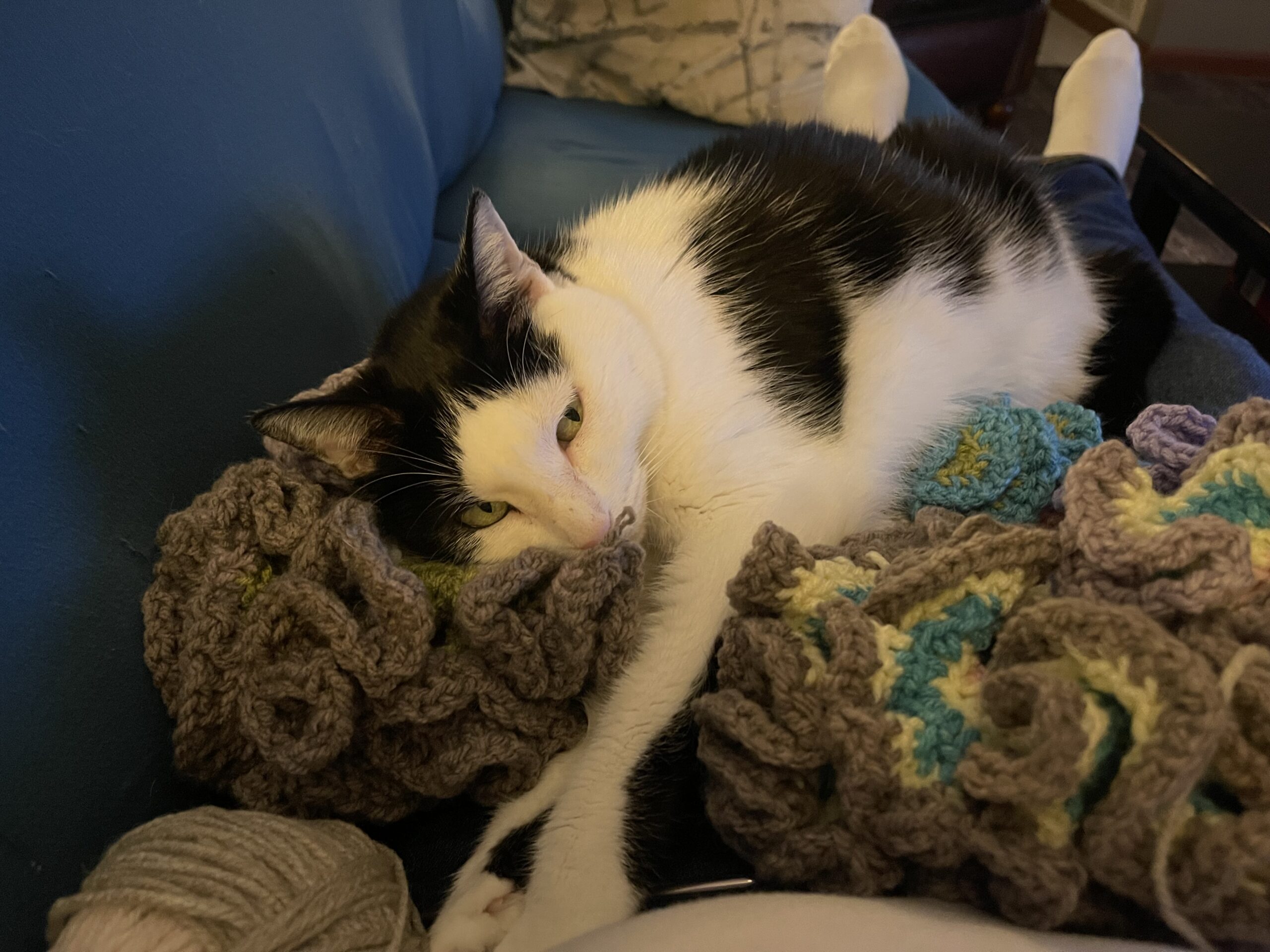 Oreo relaxing on the blanket I'm crocheting
