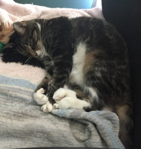 A tabby cat relaxes in a chair