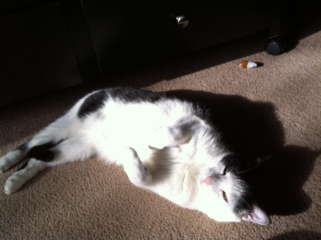 Oreo the cat enjoying some time in the sun