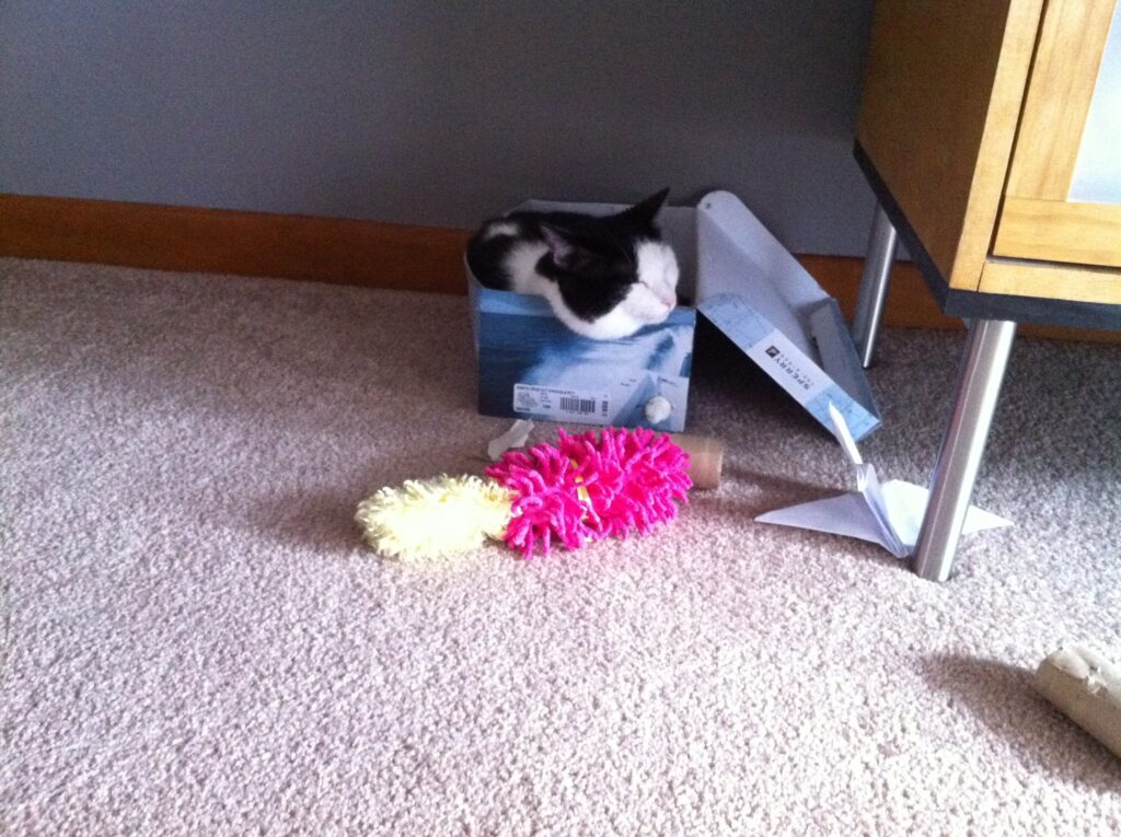 Oreo the cat enjoying napping in a box