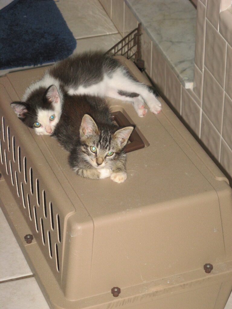 Oreo kitten and Olivia kitten relaxing on top of carrier