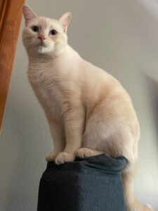 A white and orange cat with blue eyes perched on a scratching post.